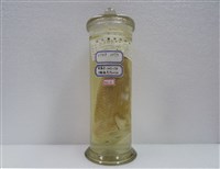 藏品(鈍頭錦魚)的圖片